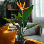 স্ট্রেলিজিয়া নিকলাই