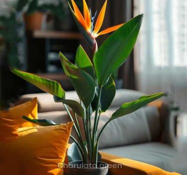 স্ট্রেলিজিয়া নিকলাই