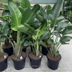 স্ট্রেলিজিয়া নিকলাই