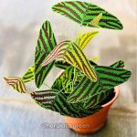 বাটারফ্লাই উইং