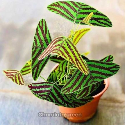 বাটারফ্লাই উইং