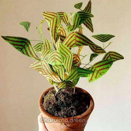 বাটারফ্লাই উইং