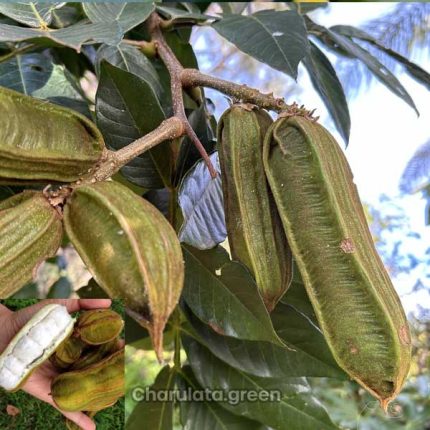 আইসক্রিম বিন