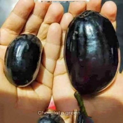 কেজি-১০ জাম