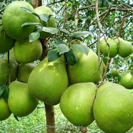 থাই জাম্বুরা