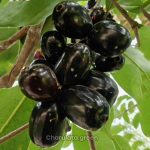 জাভা জাম