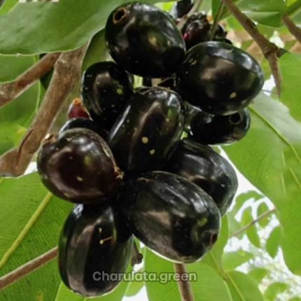 জাভা জাম