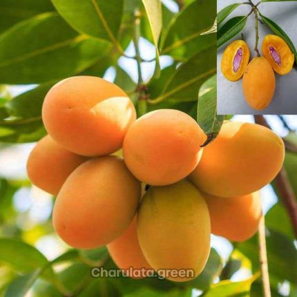 মাফ্রাং