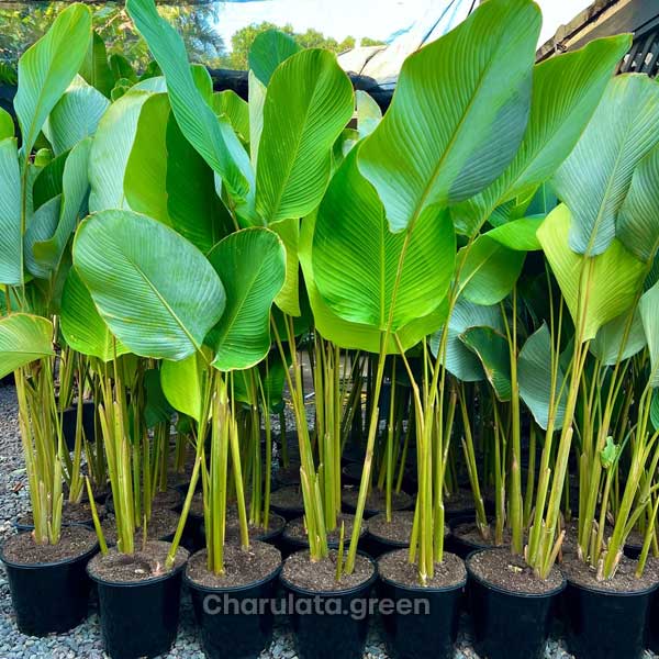 pampano ক্যালাথিয়া লুটিয়া