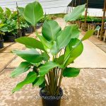 ক্যালাথিয়া লুটিয়া