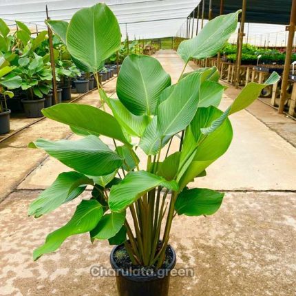 ক্যালাথিয়া লুটিয়া