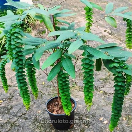 ফিলোডিয়াম পুলচেলাম বা বেণীকেশিয়া