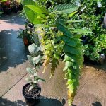 ফিলোডিয়াম পুলচেলাম বা বেণীকেশিয়া