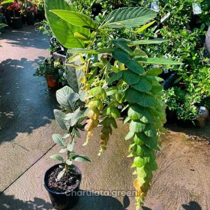 ফিলোডিয়াম পুলচেলাম বা বেণীকেশিয়া