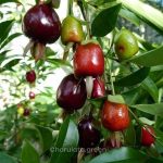 সাবান্না চেরি