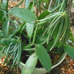 ভ্যানিলা