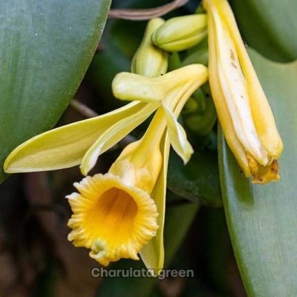 ভ্যানিলা