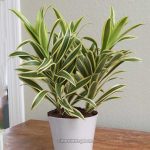 ড্রাসেনা