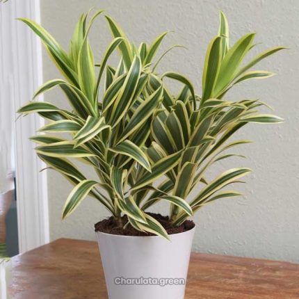 ড্রাসেনা