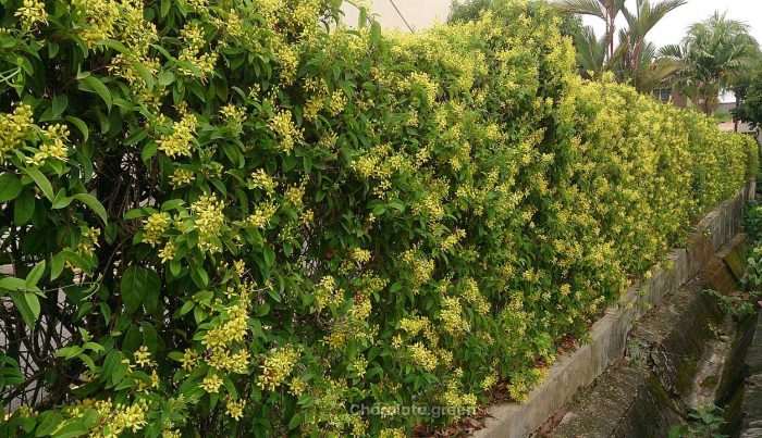 গ্যালফিমিয়া ক্রিপার