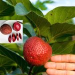 আফ্রিকান রেড পিচ