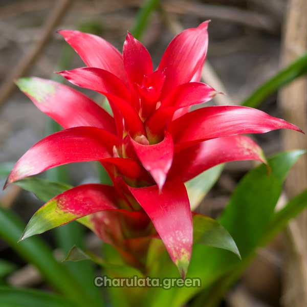bromeliad বুমেলিয়া