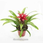 বুমেলিয়া