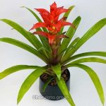 বুমেলিয়া