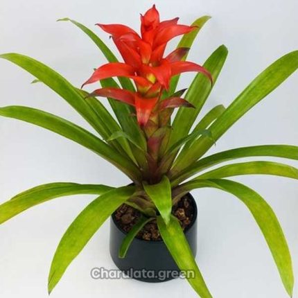 বুমেলিয়া