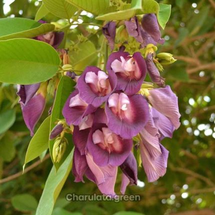 শঙ্খপুষ্প