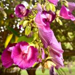 শঙ্খপুষ্প