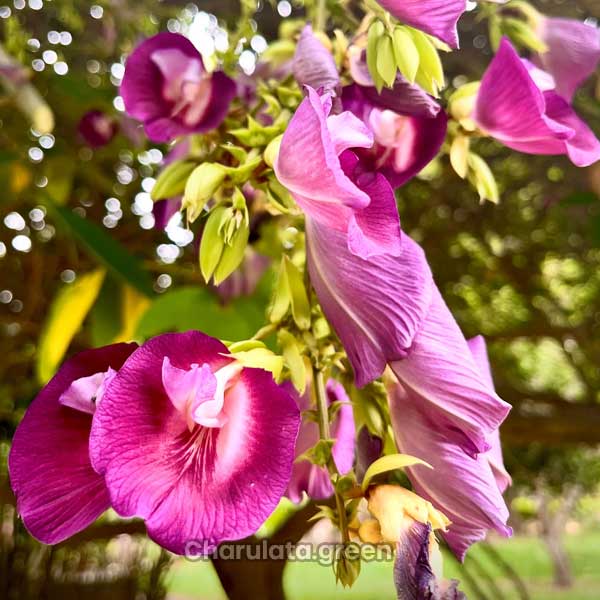 clitoria2 শঙ্খপুষ্প