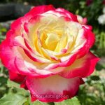 ডাবল ডিলাইট গোলাপ