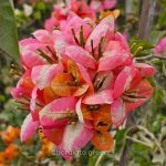 গোল্ডেন সানশাইন