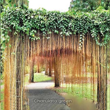 যবনিকা লতা