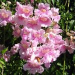 গোলাপি টিকোমা