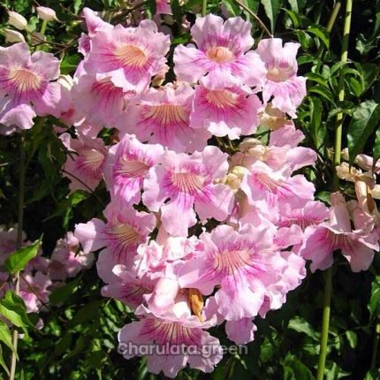 গোলাপি টিকোমা