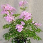 গোলাপি টিকোমা