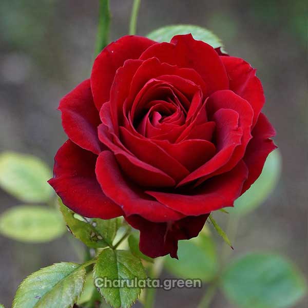red-rose লাল গোলাপ