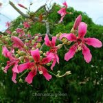 মেক্সিকান সিল্ক কটন