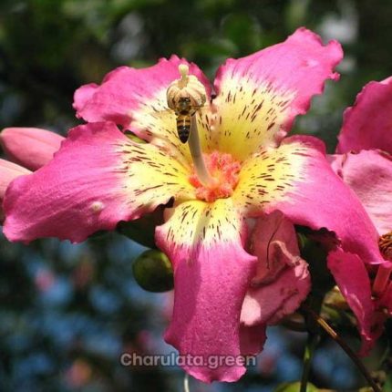 মেক্সিকান সিল্ক কটন