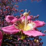 মেক্সিকান সিল্ক কটন