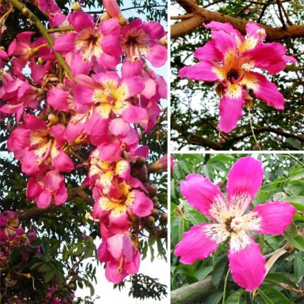 মেক্সিকান সিল্ক কটন