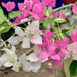 থিমা বাগানবিলাশ