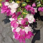 থিমা বাগানবিলাশ