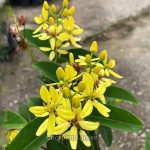 গ্যালফিমিয়া ক্রিপার