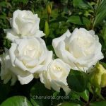 সাদা গোলাপ