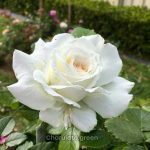 সাদা গোলাপ