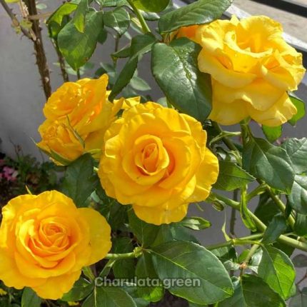 হলুদ গোলাপ