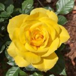 হলুদ গোলাপ